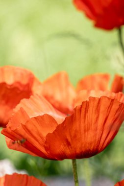 Bahçede kırmızı gelincik çiçekleri