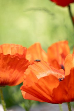 Yazın, akşam ışığında tarlada haşhaş çiçekleri.