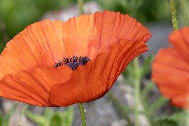 Haşhaş çiçeği yaklaş.