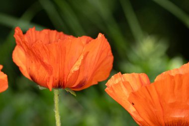 Güzel Kırmızı Gelincik Çiçeğinin Kapanışı