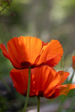 Bahçe içinde güzel haşhaş çiçekleri