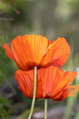 Güzel Kırmızı Gelincik Çiçeği