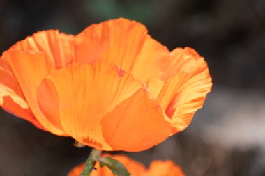 Bahçedeki portakal çiçekleri