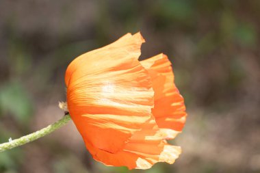 Yeşil arka planda turuncu çiçek