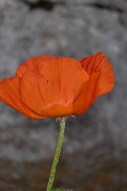 Yeşil çimlerde kırmızı gelincikler