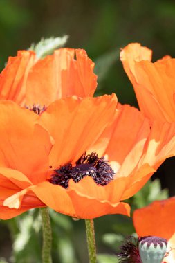 Yaz bahçesinde güzel kırmızı gelincikler