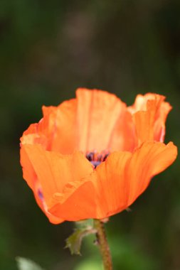 Bir gelincik çiçeğine yaklaş