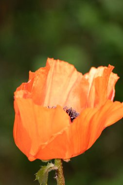 Güzel botanik fotoğrafı, doğal duvar kağıdı.