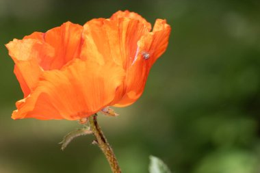 Bahçede yetişen güzel turuncu gelincik çiçekleri