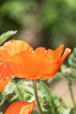 Muhteşem kırmızı gelincik çiçeklerini kapatın.