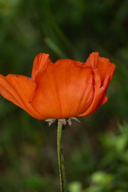 Güzel kırmızı gelinciklerin yakın görüntüsü