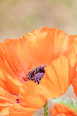 Yakın - güzel yabani gelincik çiçekleri manzarası