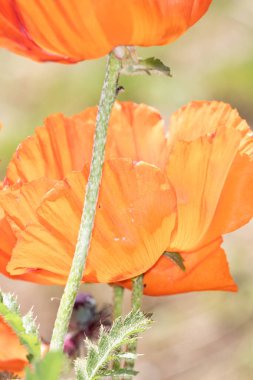 Bahçedeki güzel portakal çiçekleri