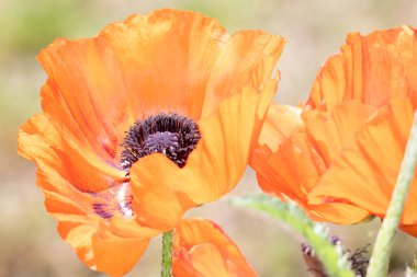 Geçmişi bulanık, turuncu bir çiçek. Kapat - kapat.