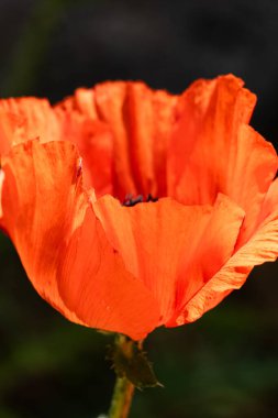 Bahçedeki kırmızı gelincik çiçeklerini kapatın..