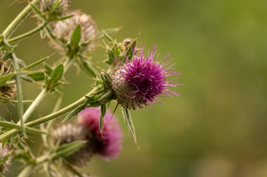 Yazın devedikeni çiçeğinin üzerindeki siyah yaban arısı.
