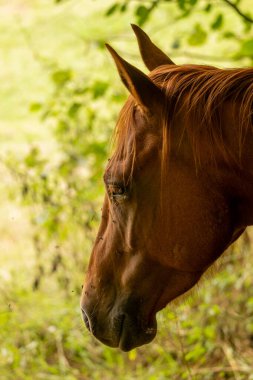 Yazın devedikeni çiçeğinin üzerindeki siyah yaban arısı.