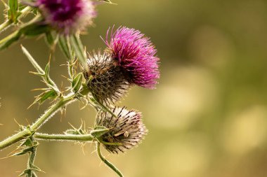 Yazın devedikeni çiçeğinin üzerindeki siyah yaban arısı.