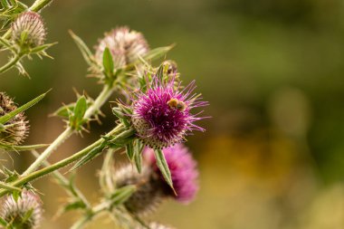 Yazın devedikeni çiçeğinin üzerindeki siyah yaban arısı.
