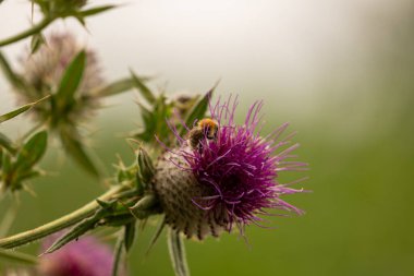 Yazın devedikeni çiçeğinin üzerindeki siyah yaban arısı.