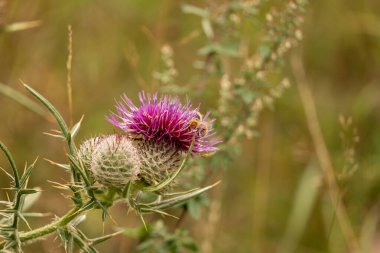 Yazın devedikeni çiçeğinin üzerindeki siyah yaban arısı.