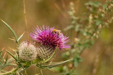 Yazın devedikeni çiçeğinin üzerindeki siyah yaban arısı.