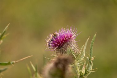 Yazın devedikeni çiçeğinin üzerindeki siyah yaban arısı.