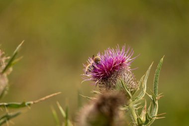 Yazın devedikeni çiçeğinin üzerindeki siyah yaban arısı.