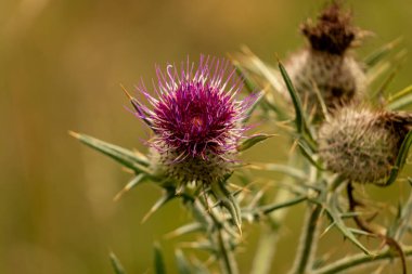 Yazın devedikeni çiçeğinin üzerindeki siyah yaban arısı.