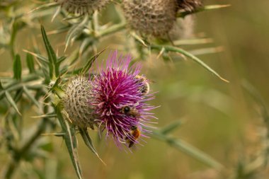 Yazın devedikeni çiçeğinin üzerindeki siyah yaban arısı.