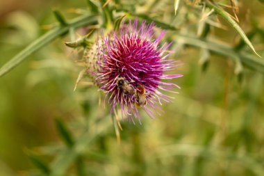 Yazın devedikeni çiçeğinin üzerindeki siyah yaban arısı.