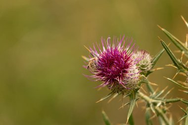 Yazın devedikeni çiçeğinin üzerindeki siyah yaban arısı.