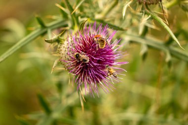 Yazın devedikeni çiçeğinin üzerindeki siyah yaban arısı.