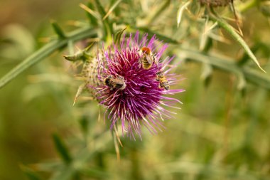 Yazın devedikeni çiçeğinin üzerindeki siyah yaban arısı.