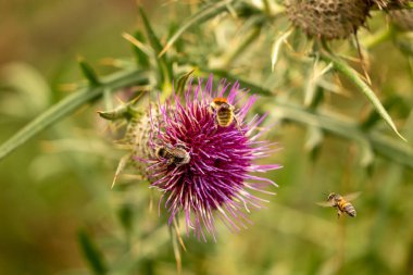 Yazın devedikeni çiçeğinin üzerindeki siyah yaban arısı.