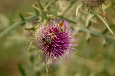 Yazın devedikeni çiçeğinin üzerindeki siyah yaban arısı.