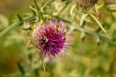 Yazın devedikeni çiçeğinin üzerindeki siyah yaban arısı.