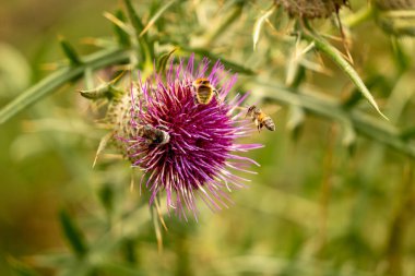 Yazın devedikeni çiçeğinin üzerindeki siyah yaban arısı.