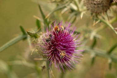 Yazın devedikeni çiçeğinin üzerindeki siyah yaban arısı.