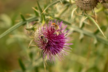 Yazın devedikeni çiçeğinin üzerindeki siyah yaban arısı.