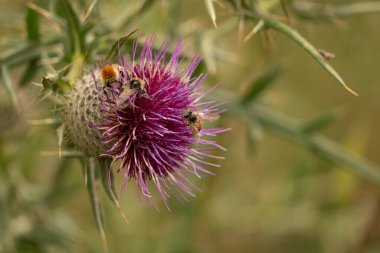 Yazın devedikeni çiçeğinin üzerindeki siyah yaban arısı.