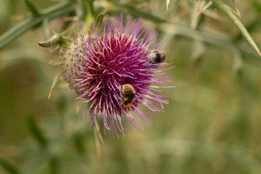 Yazın devedikeni çiçeğinin üzerindeki siyah yaban arısı.