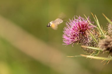Yazın devedikeni çiçeğinin üzerindeki siyah yaban arısı.
