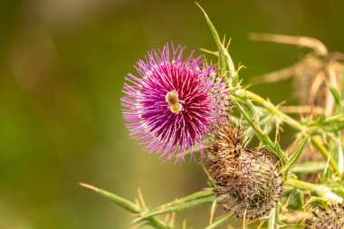 Yazın devedikeni çiçeğinin üzerindeki siyah yaban arısı.