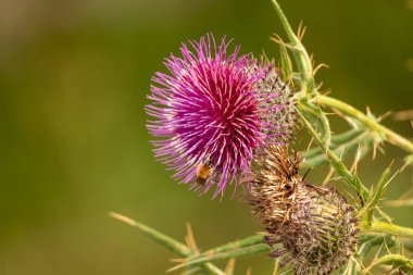 Yazın devedikeni çiçeğinin üzerindeki siyah yaban arısı.