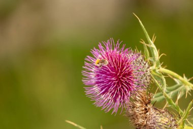 Yazın devedikeni çiçeğinin üzerindeki siyah yaban arısı.