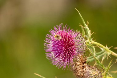 Yazın devedikeni çiçeğinin üzerindeki siyah yaban arısı.