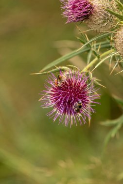 Yazın devedikeni çiçeğinin üzerindeki siyah yaban arısı.