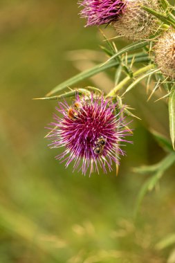 Yazın devedikeni çiçeğinin üzerindeki siyah yaban arısı.
