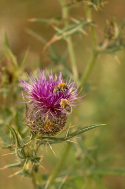 Yazın devedikeni çiçeğinin üzerindeki siyah yaban arısı.